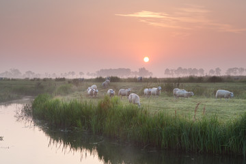 sheep herd at sunrise on pasture