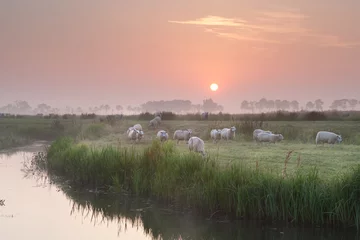 Photo sur Plexiglas Moutons sheep herd at sunrise on pasture
