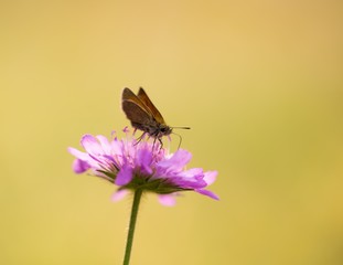 Butterfly in nature sitting on flower
