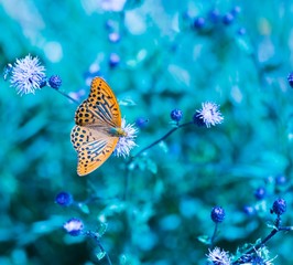 Fototapeta na wymiar Butterfly in nature sitting on flower