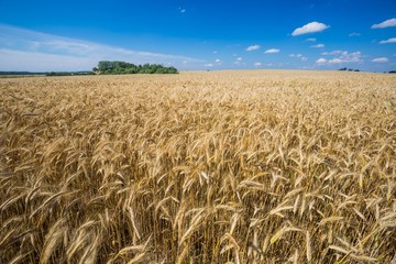 Summer cereal field landscape under blue sky