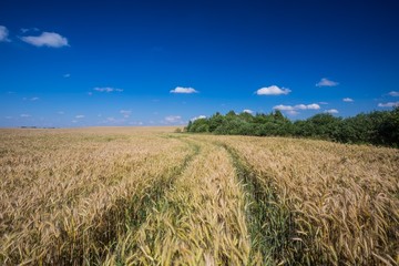 Summer cereal field landscape under blue sky