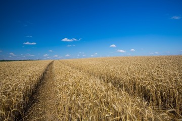 Summer cereal field landscape under blue sky