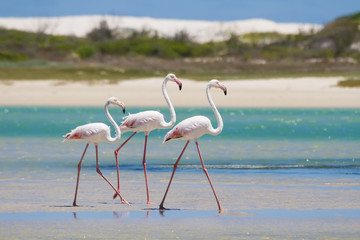 Flock of flamingos wading in shallow lagoon water