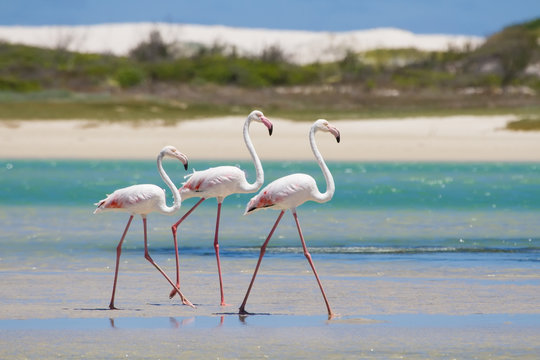 Fototapeta Flock of flamingos wading in shallow lagoon water