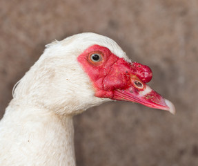 portrait of a goose
