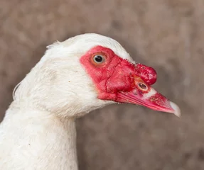 Fotobehang portrait of a goose © schankz