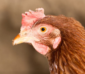 Red Chicken Head Close-Up