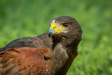 Harris Hawk