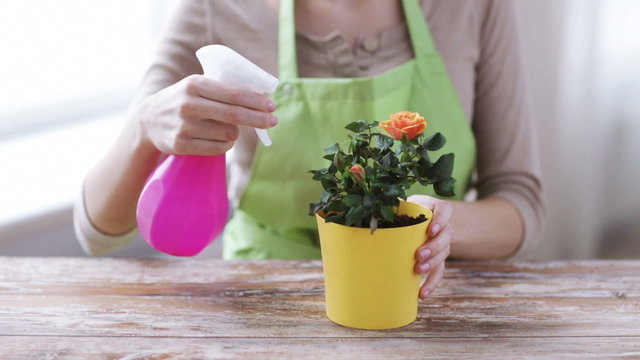 close up of woman hands spraying roses in pot