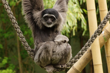 Silbergibbon mit Baby