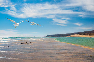 Seagulls by the shore of Costa Calma in Fuerteventura,
