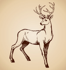 Fototapeta na wymiar Young deer antlered. Vector drawing