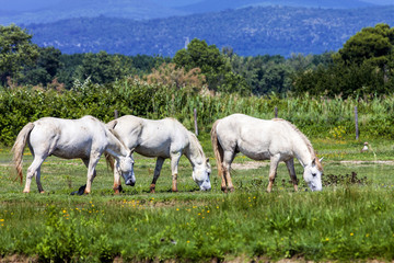 Obraz na płótnie Canvas wild horses, Italy