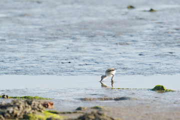 Avocet chick