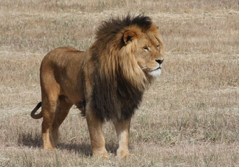 Lion Panthera leo - obrazy, fototapety, plakaty