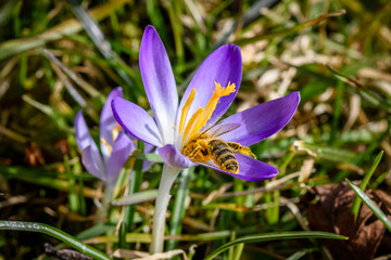 Purple Crocus with nectar sucking bee