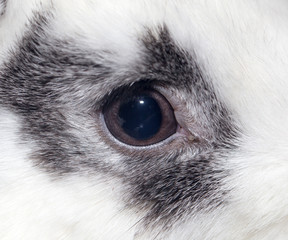 rabbit eye. close-up © schankz