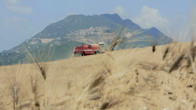 wheat harvest with modern combine harvester, Harvesting equipment, countryside