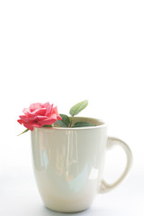 A small beautiful rose in a cup isolated on white background.