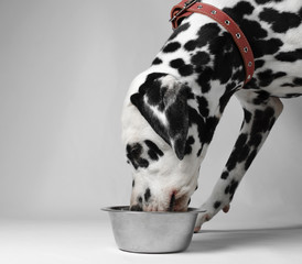 Dog eat dalmatian - obrazy, fototapety, plakaty