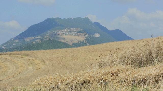 cornfield moved by wind and mountains in background