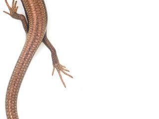 foot lizard on a white background