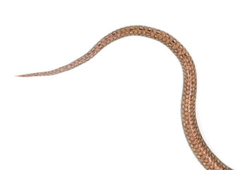 Fototapeta premium tail of the snake on a white background