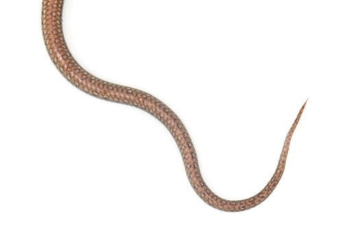 tail of the snake on a white background Stock Photo