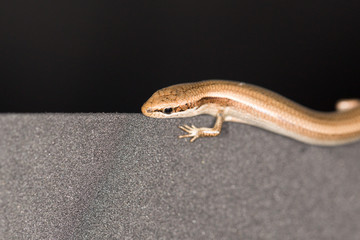 lizard on black