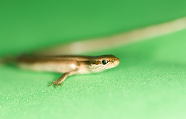 lizard on a green background
