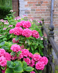 pink hydrangea in vintage setting, selective focus