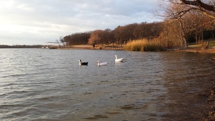 Lake geese 3