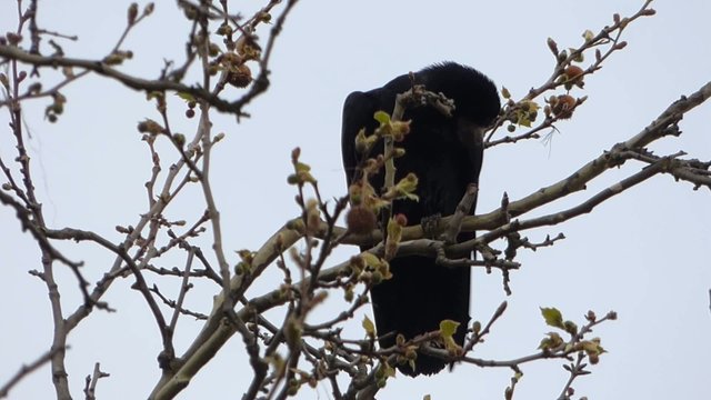 Crow in nests on tree