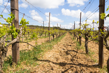 Fototapeta na wymiar Rows of grapevines in spring time with young grape tendrils.