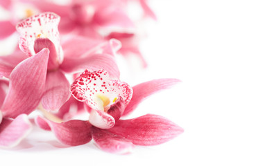 Obraz na płótnie Canvas Closeup on orchid blossoms on white, text space