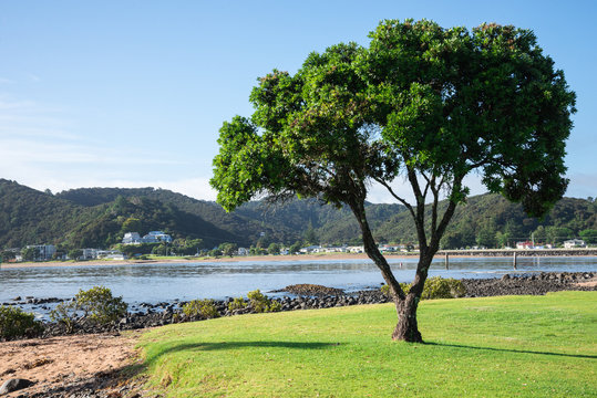 A lonely tree and a view of Paihia from Waitangi beach