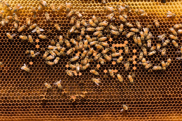 Macro shot of bees swarming on a honeycomb