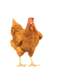 close up portrait full body of brown female eggs hen standing sh