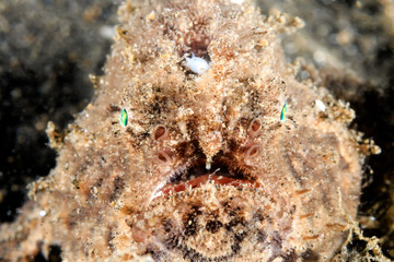 Frogfish head on