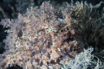 Hairy Frogfish