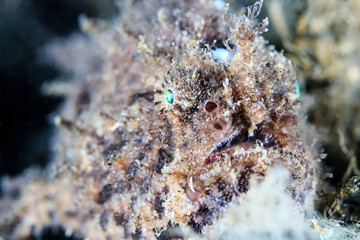 Lembeh Hairy Frogfish