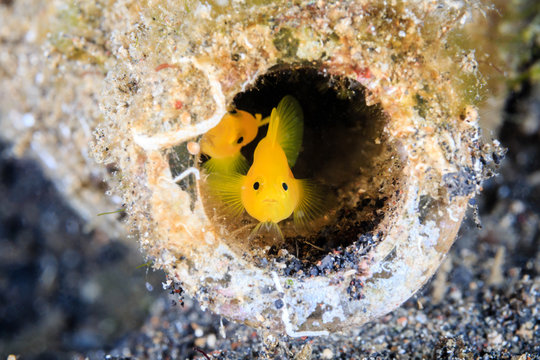 A pair of Gobies look out from an old, discarded glass bottle on