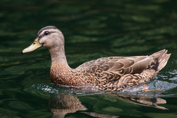Duck in Water
