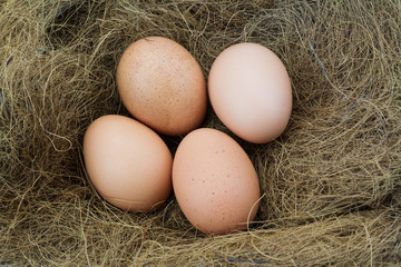 Eggs in a nest