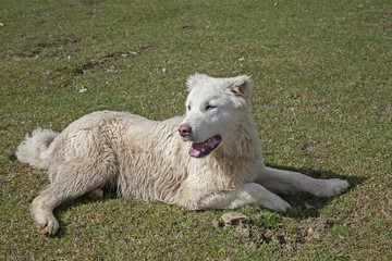 Maremmen-Abruzzen-Schäferhunde