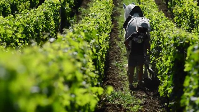 Labour Vineyard with a draft horse
