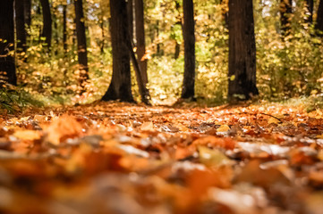 Autumn park scene.