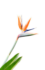 Colorful of bird of paradise flower isolated on white background