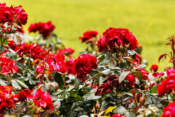 Fototapeta na wymiar red roses in the park
